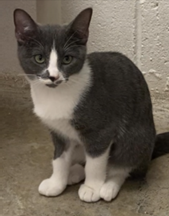 adoptable Cat in Huntsville, AL named Summer