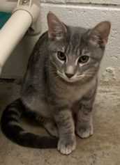 adoptable Cat in Huntsville, AL named Smokey