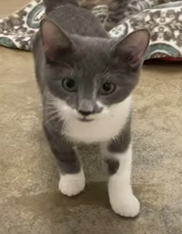 adoptable Cat in Huntsville, AL named Stevie