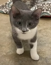 adoptable Cat in , AL named Stevie