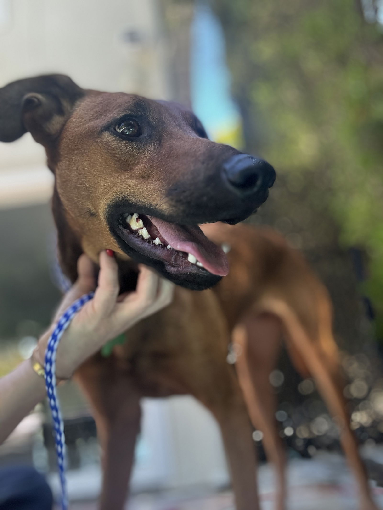 adoptable Dog in Woodland Hills, CA named Wiggles