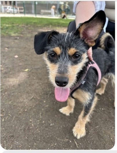 adoptable Dog in Woodland Hills, CA named Pinto Bean