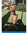 adoptable Dog in Woodland Hills, CA named Wiggles