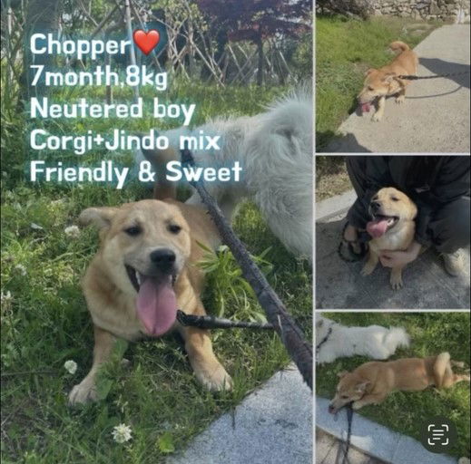 adoptable Dog in Woodland Hills, CA named Chopper