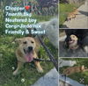 adoptable Dog in  named Chopper