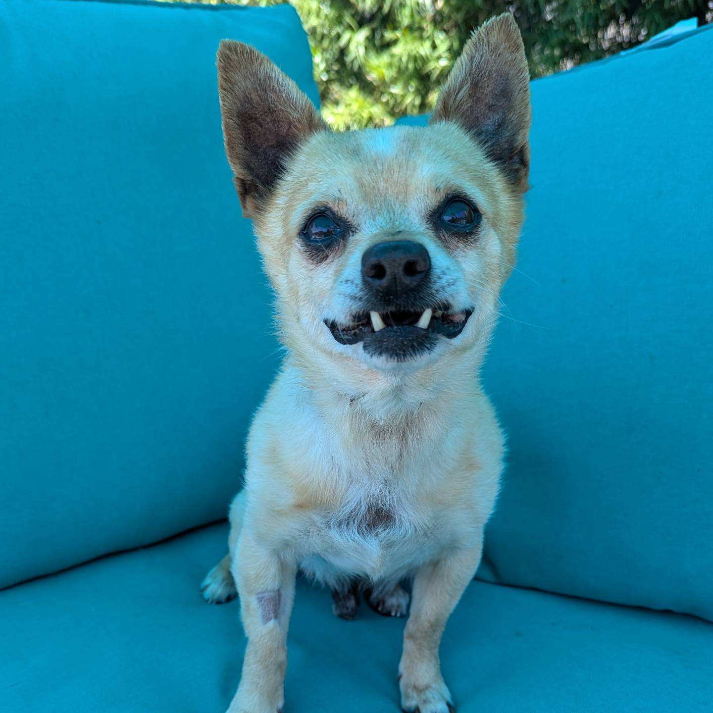 adoptable Dog in Woodland Hills, CA named Rusty