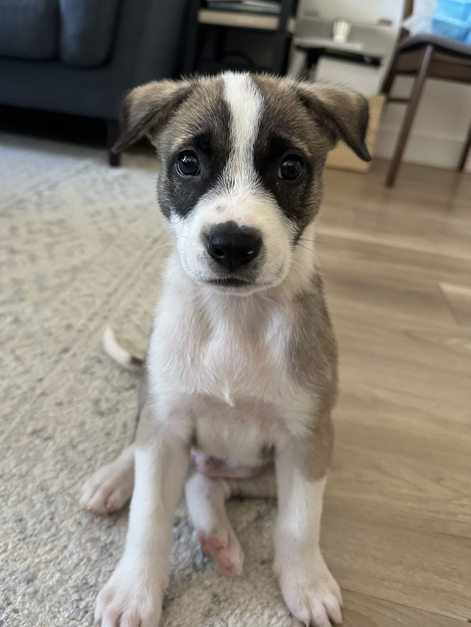 adoptable Dog in Woodland Hills, CA named Axel - Harbor Pup