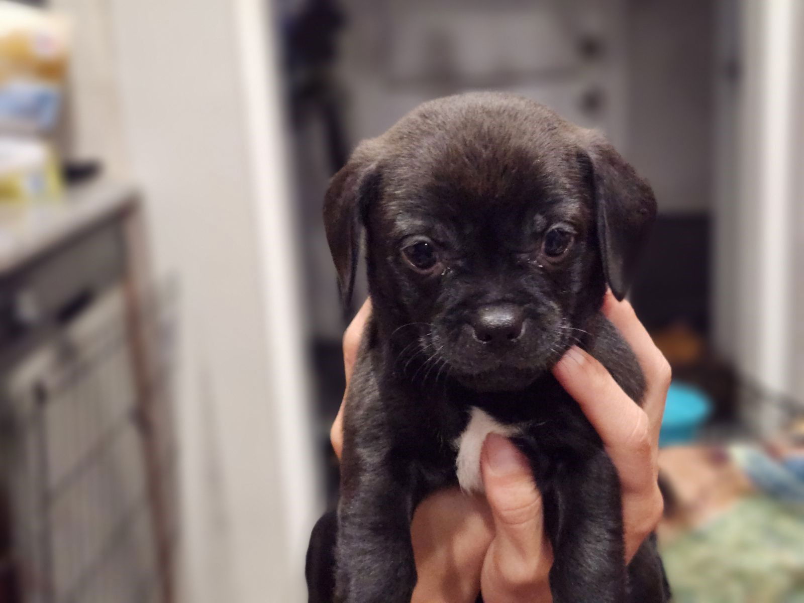 adoptable Dog in Woodland Hills, CA named Ron - Donut Pup