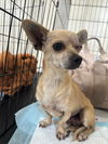 adoptable Dog in Woodland, CA named Theia