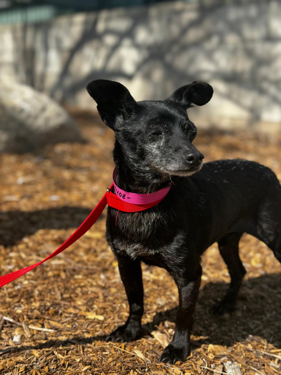 adoptable Dog in Woodland Hills, CA named Sargent