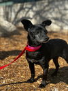 adoptable Dog in Woodland, CA named Sargent