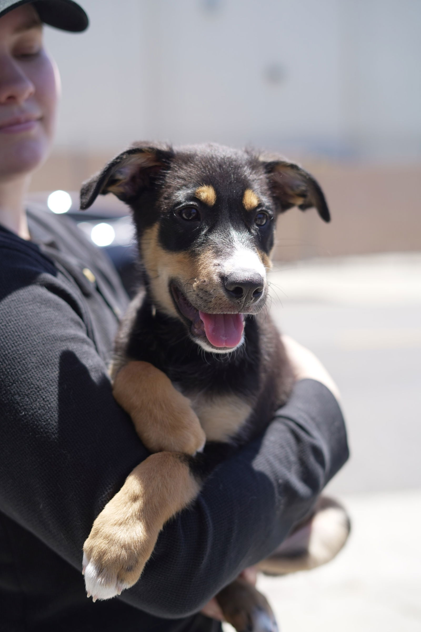 adoptable Dog in Woodland Hills, CA named Marshall