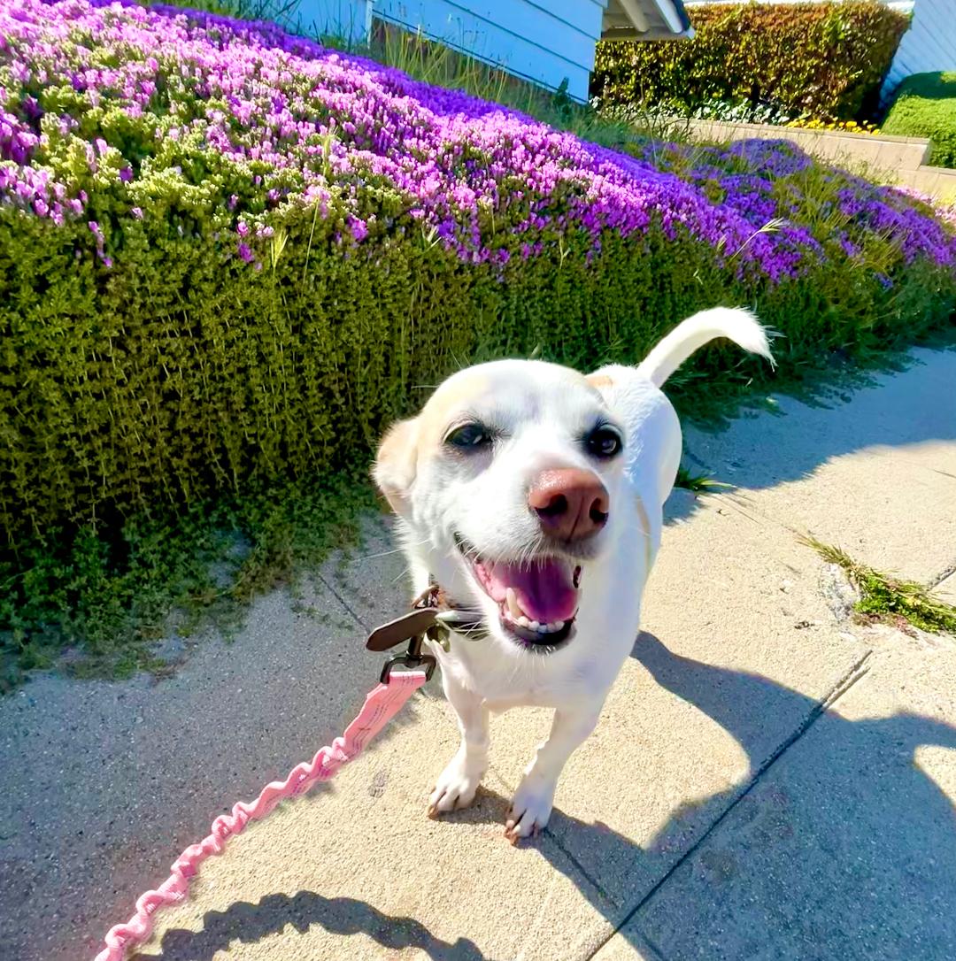 adoptable Dog in Woodland Hills, CA named Everleigh