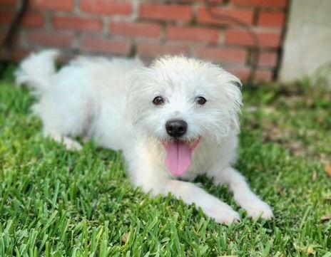 adoptable Dog in Woodland Hills, CA named Rocky