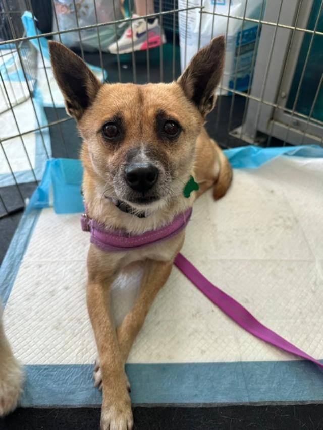 adoptable Dog in Woodland Hills, CA named Vera