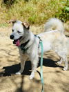 adoptable Dog in Woodland, CA named Rino