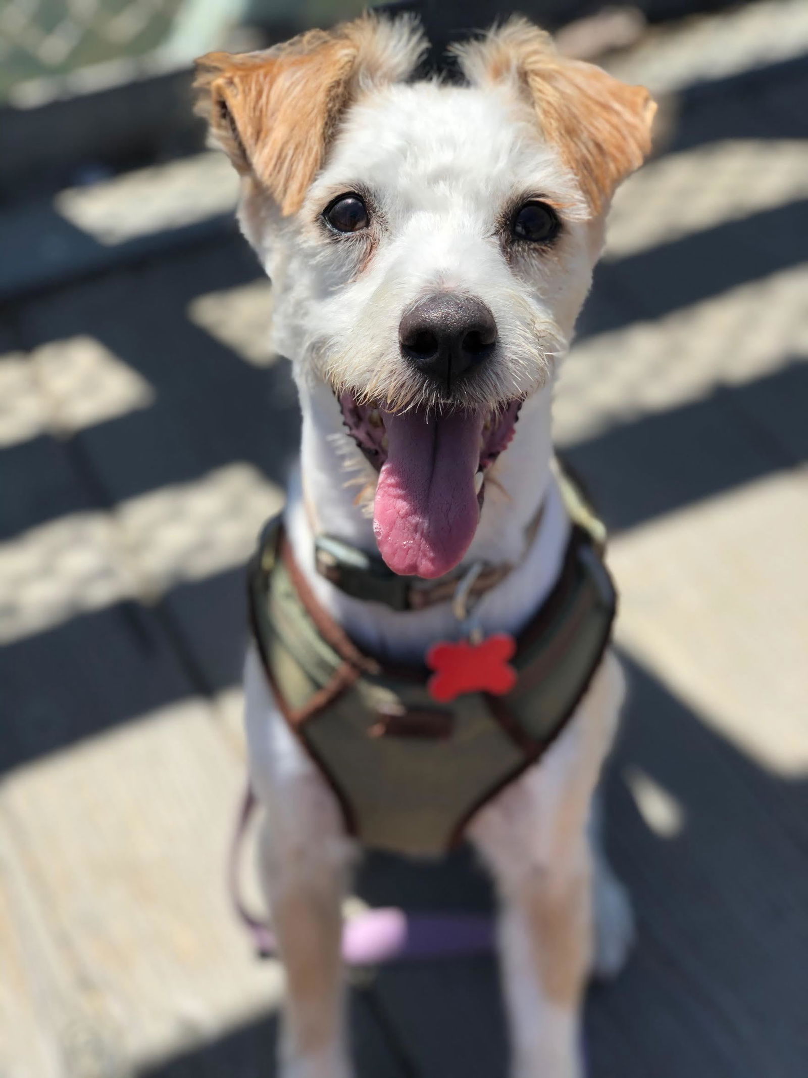 adoptable Dog in Woodland Hills, CA named Kershaw