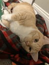 adoptable Cat in mount airy, MD named Reese