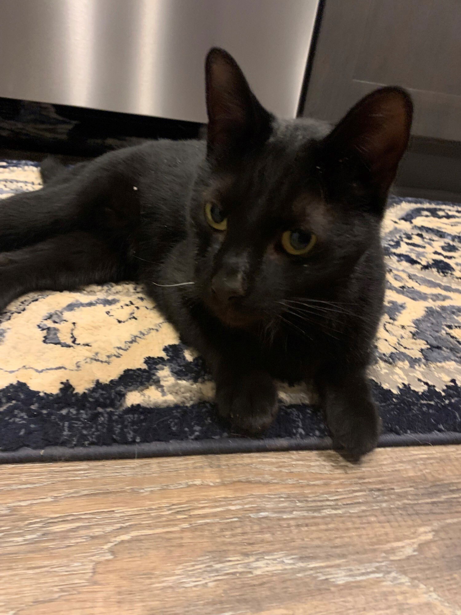 adoptable Cat in Mount Airy, MD named Jack