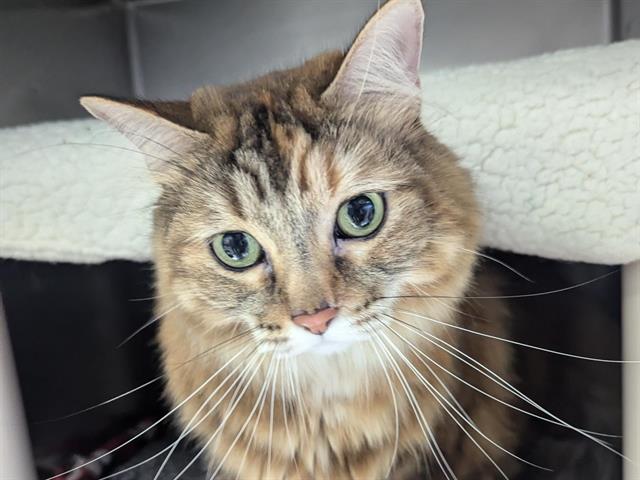 adoptable Cat in Redwood City, CA named FRIDA