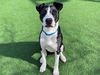 adoptable Dog in Redwood City, CA named CROW