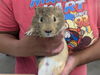 adoptable Guinea Pig in Redwood City, CA named THEODORE