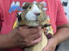 adoptable Guinea Pig in Redwood City, CA named ALVIN