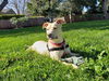 adoptable Dog in redwood city, CA named NOODLE