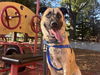 adoptable Dog in redwood city, CA named GLIMMER