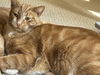 adoptable Cat in redwood city, CA named MARLIN
