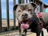 adoptable Dog in Redwood City, CA named ROMEO