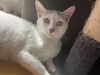 adoptable Cat in redwood city, CA named MOON