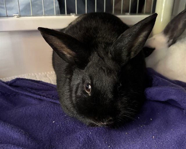 adoptable Rabbit in Redwood City, CA named WANDA