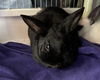 adoptable Rabbit in  named WANDA