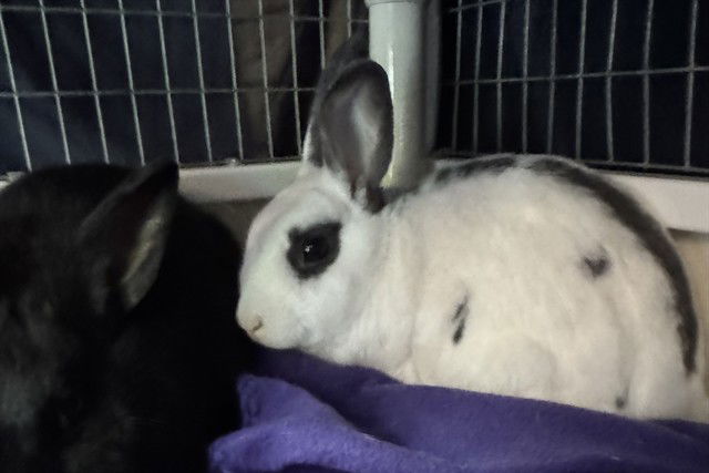 adoptable Rabbit in Redwood City, CA named COSMO