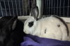 adoptable Rabbit in  named COSMO