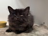 adoptable Cat in Redwood City, CA named SMOKY
