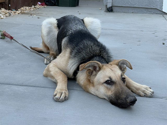 adoptable Dog in Redwood City, CA named BEA