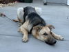 adoptable Dog in  named BEA