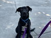 adoptable Dog in Redwood City, CA named WILLIAM