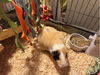 adoptable Guinea Pig in  named TIA