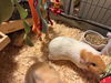 adoptable Guinea Pig in  named TAMERA