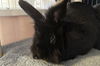 adoptable Rabbit in Redwood City, CA named BOWIE