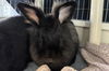 adoptable Rabbit in  named DE BARGE