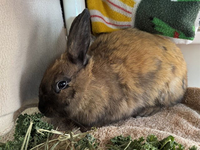 adoptable Rabbit in Redwood City, CA named MOCHA