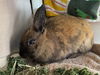 adoptable Rabbit in redwood city, CA named MOCHA