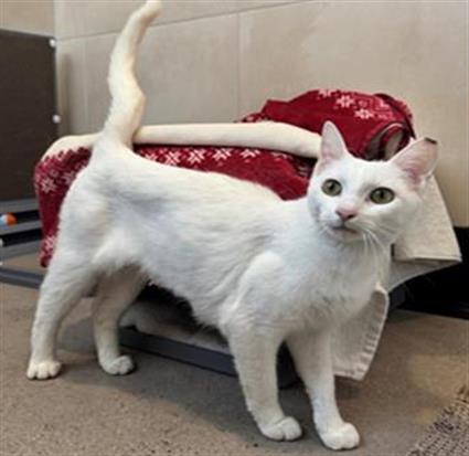 adoptable Cat in Redwood City, CA named TWINKIE