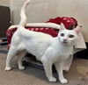 adoptable Cat in Redwood City, CA named TWINKIE
