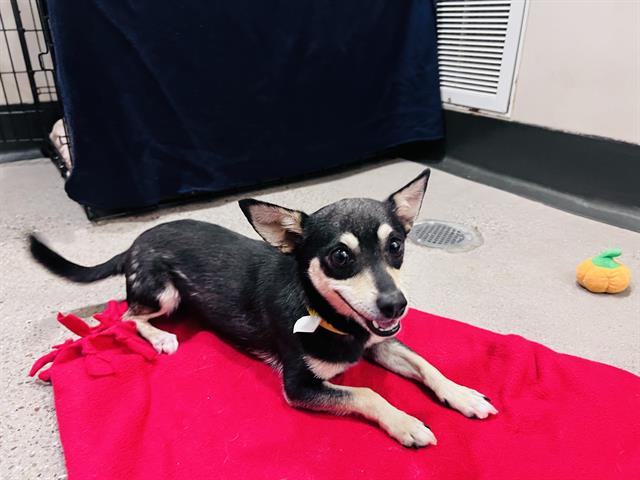 adoptable Dog in Redwood City, CA named GERALD
