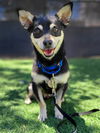 adoptable Dog in Redwood City, CA named GERALD